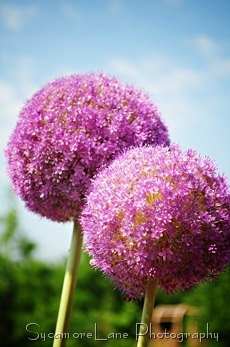 alium