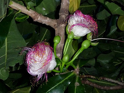 Sea poison tree (Barringtonia asiatica)