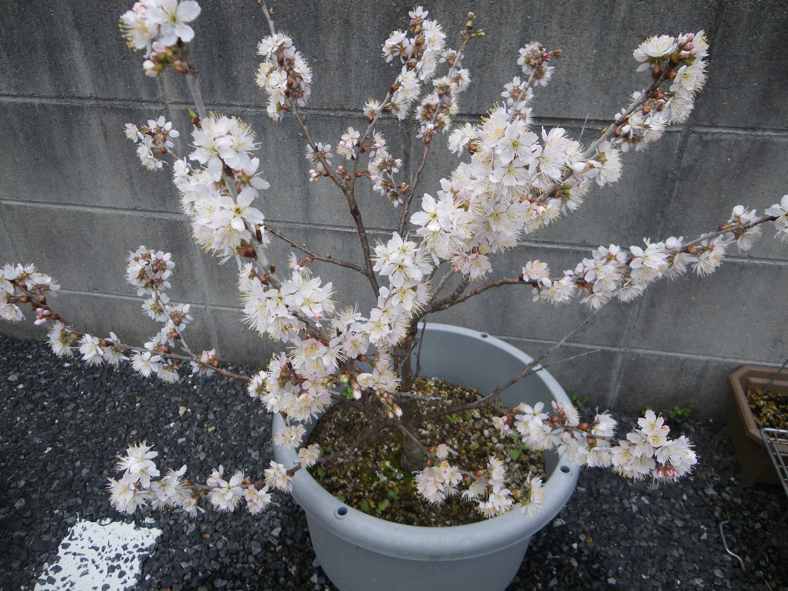 桜を鉢植えで育てる 桜の苗木を鉢に植え付ける メダカの大工