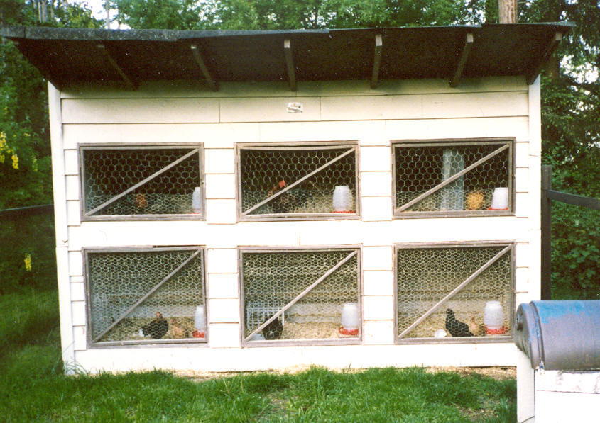 Building Chicken Coops