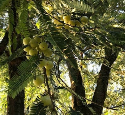 benefits of amla