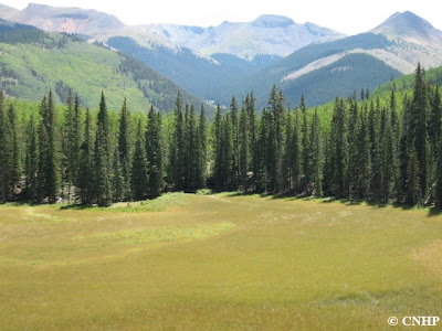 Mineral Creek Potential Conservation Area