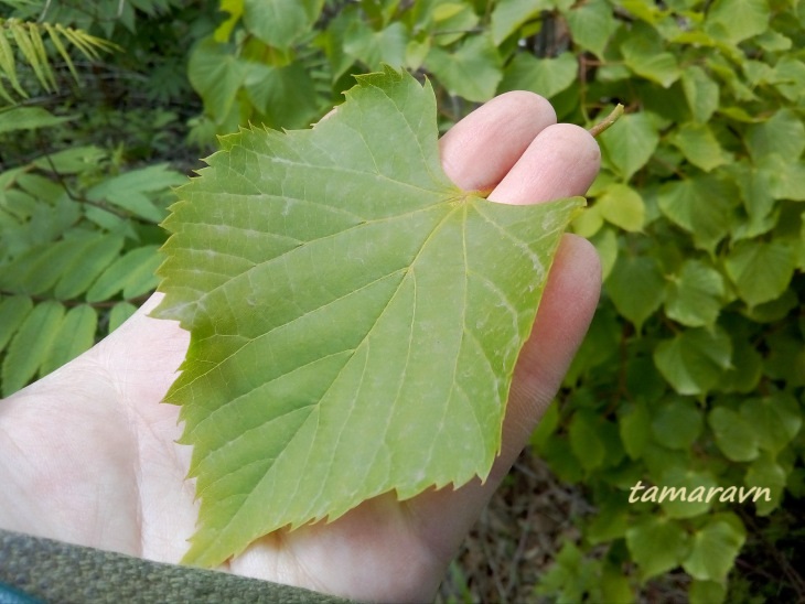 Липа амурская (Tilia amurensis)