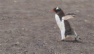 Original Paintings of Gentto Penguins