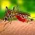डेंगू बुखार – Dengue in Hindi