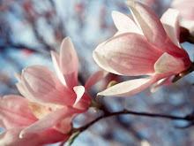 Magnolia Flower Wallpaper