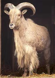 Barbary Sheep (Ammotragus lervia)