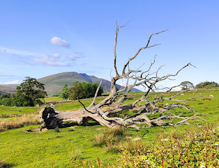 The landmark dead tree has fallen down!