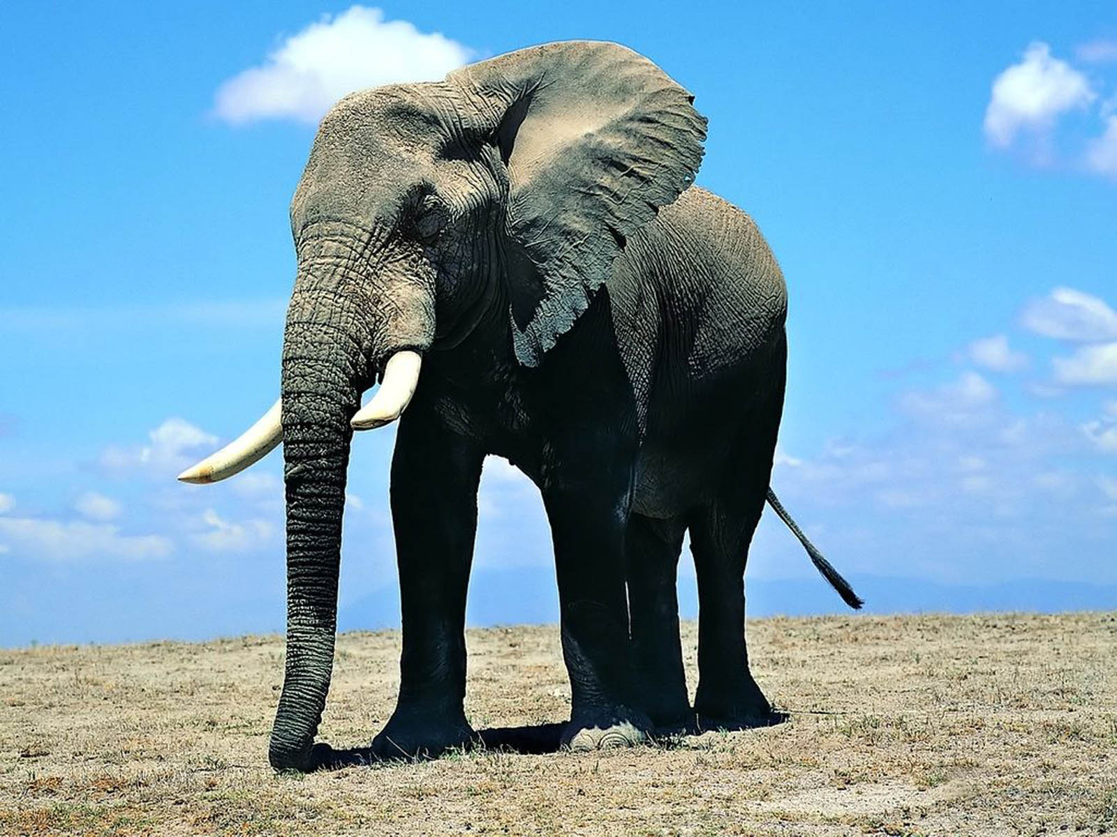 wallpapers: Elephant Wallpapers