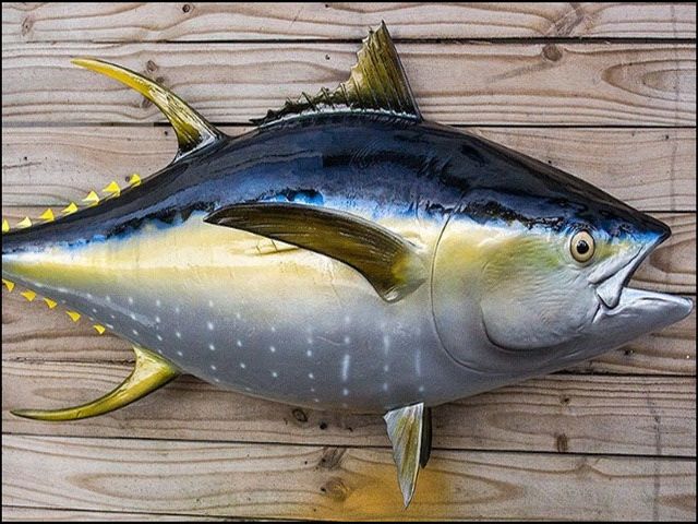 Gambar Ikan Tuna Terbesar dan Termahal Hasil tangkap Indonesia