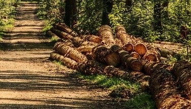 Adapun tujuan pembagian batang kayu dilakukan adalah mengurangi berat kayu, membuang bagian yang tidak bermanfaat, dan pemasaran kayu.