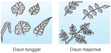 Contoh daun tunggal dan daun majemuk