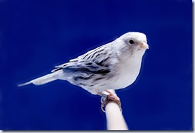 uccellino