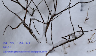 冬の鉢植えブルーベリー ブルーベル