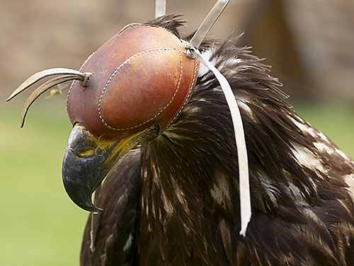 golden eagle head. golden eagle head.