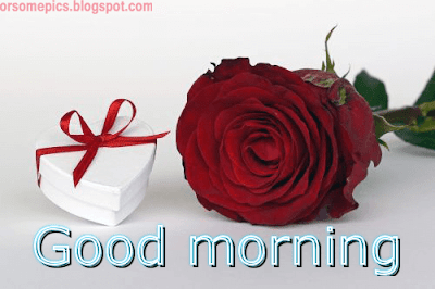 Good Morning flower images free download