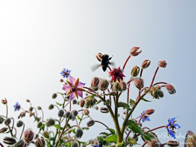 Borage & Bees 21 Photo Prints