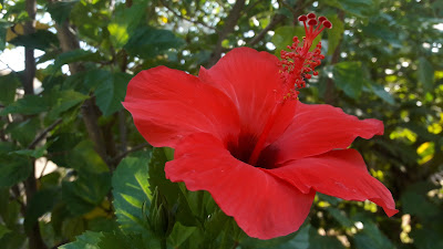 Red hibiscus