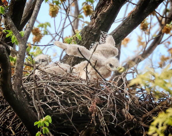 Pin feathers on the wings of a red-tailed hawk chick.