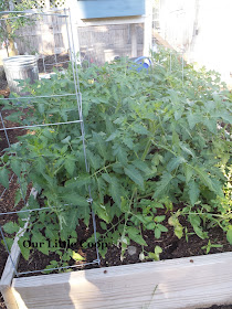 Tomato plants raised garden boxes roma