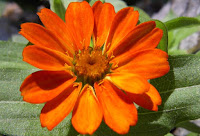 Zinnia Flower