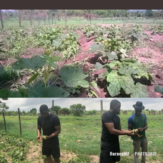 BarneyMF Blog - John Dumelo farm 