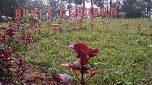 Suasana di Hutan Pinus Bukit Gedogan Sodonghilir