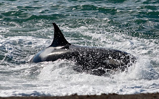 orca attack in Punta Norte Peninsula Valdes Patagonia Argentina