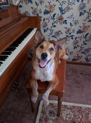 Red heeler plays piano