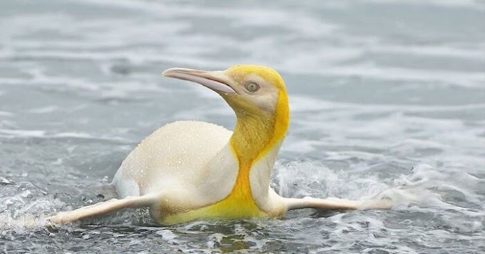    Wildlife Photographer Captures ‘Never Before Seen’ Yellow Penguin   