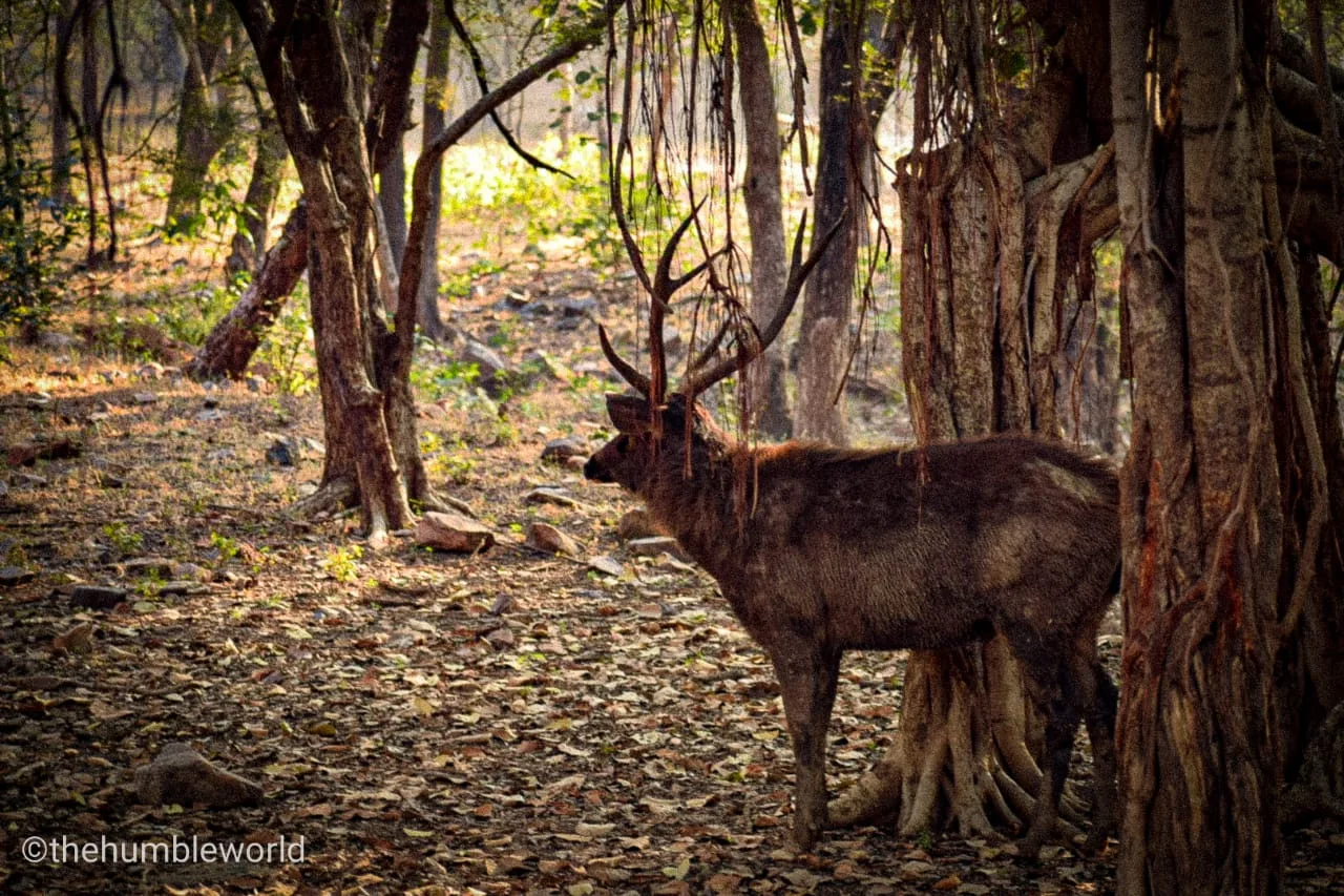 Sambar Deer, Ranthambore National Park