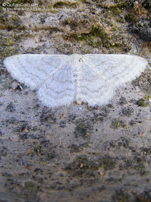 http://www.biodiversidadvirtual.org/insectarium/Idaea-subsericeata-%28Haworth-1809%29-img470564.html