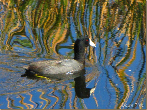 Sweetwater wetlands_047