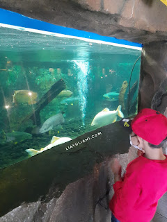 Ikan di Lembang Park and Zoo
