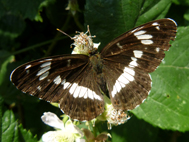 White Admiral (2021)