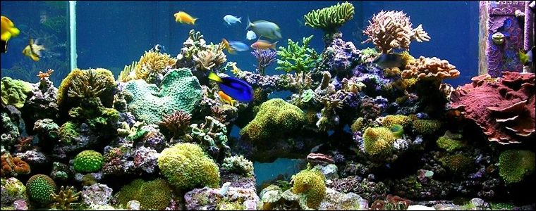 Aquarium Air Tawar Pesona dan Keindahan Blog Akvodecor com