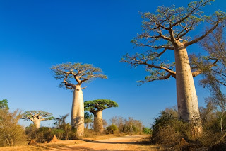 5 Samen Seeds " Adansonia grandidieri " Baobab Affenbrotbaum