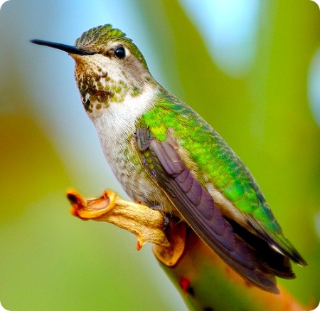 Beautiful_Pictures_Of_Animal_Photography_21
