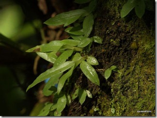 Coelogyne_rochussenii (3)