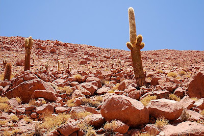 Cactos no chile