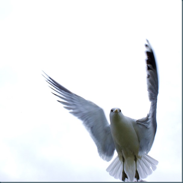 _V0G7133