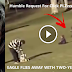 Surprising Video:Bald Eagle Attacks 
