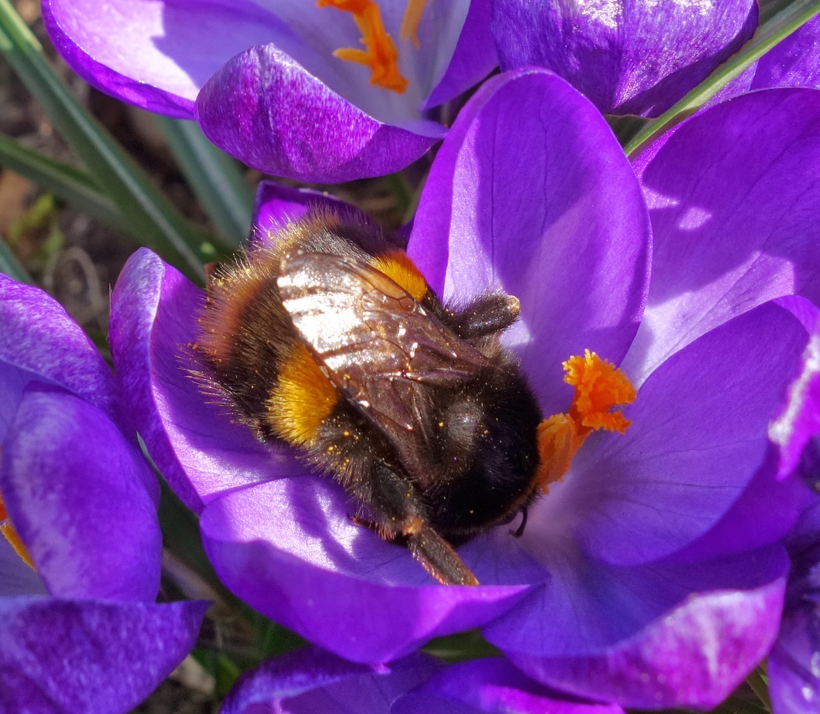 Urban Pollinators: Early spring flowers for pollinators
