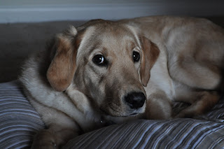 This is a picture of Lola laying on one of the dog bed beds, she has light coming in on her from outside but it's kind of a bright gray shot because it was  drizzly outside, she's looking at me sideways so there is a little bit of white around her dark brown eyes