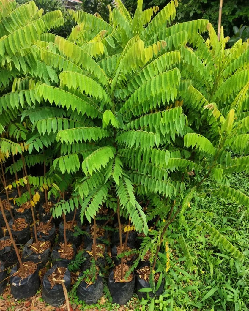 penjual bibit belimbing wuluh yang cepat berbuah makassar Tebing Tinggi