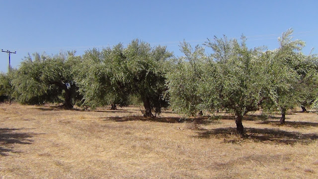 Περιφερειακή εκδήλωση στην Καλαμάτα για την ΚΑΠ