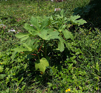 Okra at 1 month