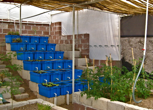 laSENDA ECOVILLA: ...Aquaponics + Fish Farming = Sustainability ...