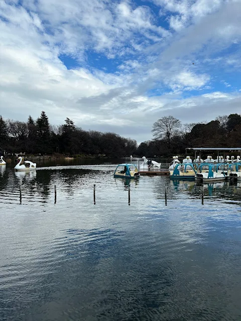 井の頭池に戻ったスワンボート