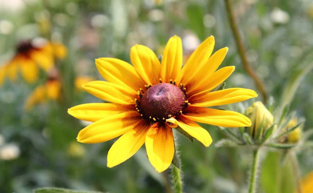 Rudbeckia Hirta Flowers Pictures